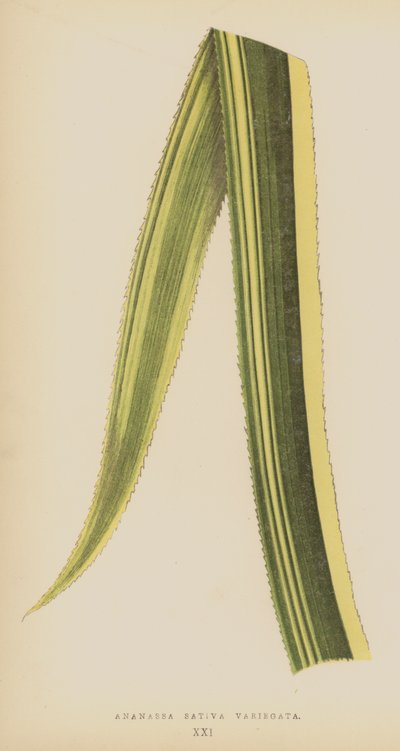 Ananassa Sativa Variegata de English School